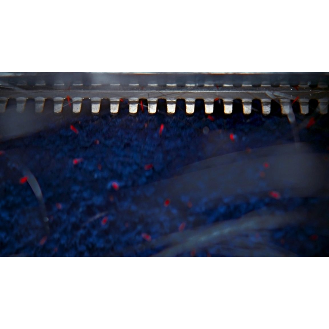 Dyson Clean+Wash Hygiene Hard Floor Cleaner - Purple/Orange | 431999-01 - Image 9